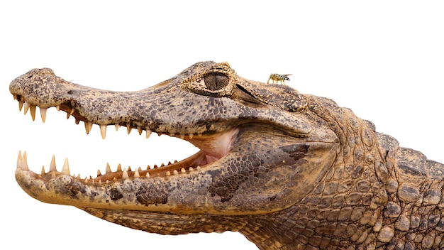 Yacare Caiman Head with Open Mouth and Visible Teeth – Free Stock Photo, Download Free