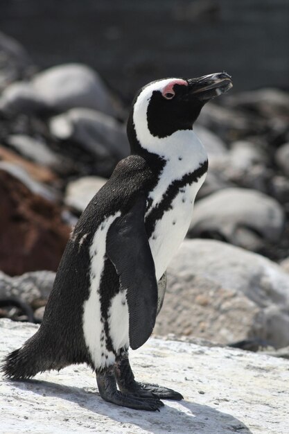 Close-up of Penguin on Rock – Free Stock Photo for Download