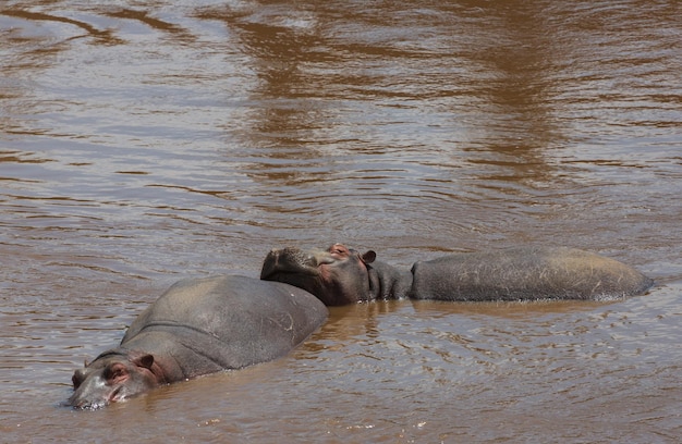 Group of Hippos in Water at Masai Mara National Park, Kenya – Free Stock Photo Download