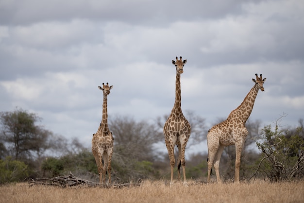 Giraffes Walking in the Bush Field – Free Stock Photo for Download