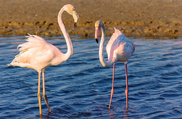 Stunning Pink Flamingos foraging in the Lagoon – Free Download