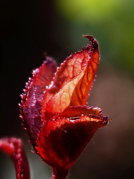 Young Rose Shoot Bathed in Morning Sunlight – Free Stock Photo, Download for Free