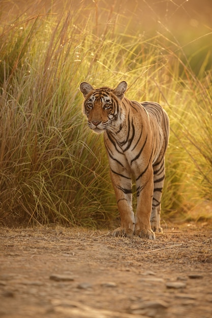 Wild Royal Bengal Tiger in Its Natural Habitat at Ranthambhore National Park – Free Download