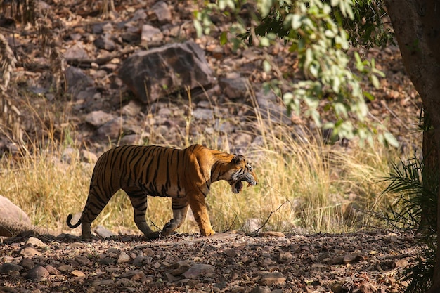 Tiger in Its Natural Habitat – Download Free Stock Photo