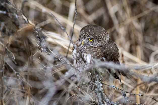 Owl Sitting on a Branch Looking to the Side – Free Download