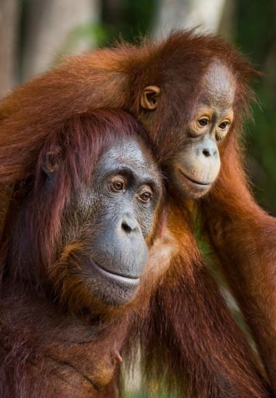 Female Orangutan and Baby in the Wild – Kalimantan, Indonesia – Free Download