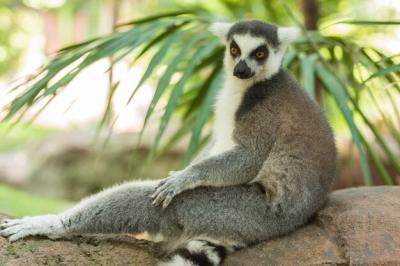 Lemur Sitting on Rock – Free Stock Photo, Download Free