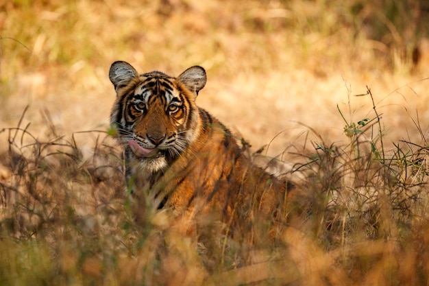 Tiger Habitat in Rajasthan: Male Panthera Tigris Walking in Nature – Free Download