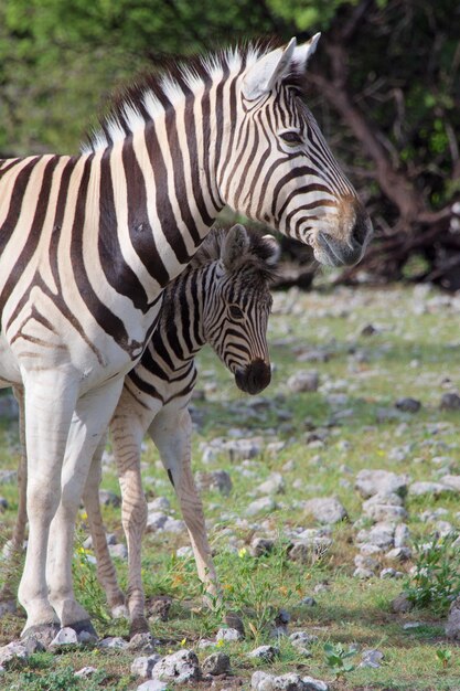 Stunning Zebra Images for Free Download