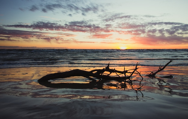 A Piece of Tree Half Drowned in Ocean Water During Sunset – Free Download