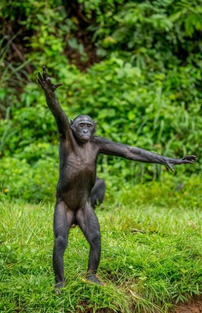 Bonobo Portrait in Nature – Free Download, Download Free Stock Photo