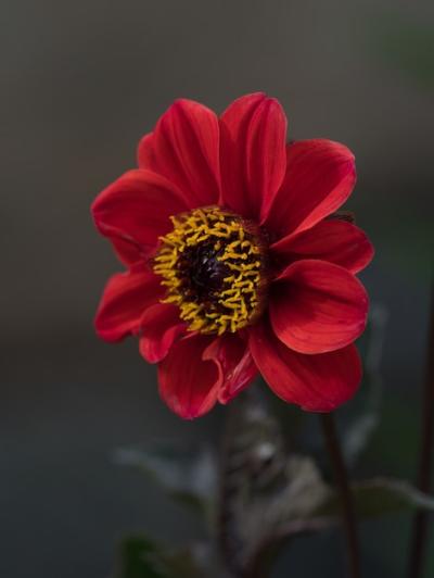 Selective Focus Shot of Dahlia ‘Bishop of Llandaff’ Flower Blooming – Free Download