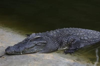 Close-Up of Saltwater Crocodile Head in River – Free Download