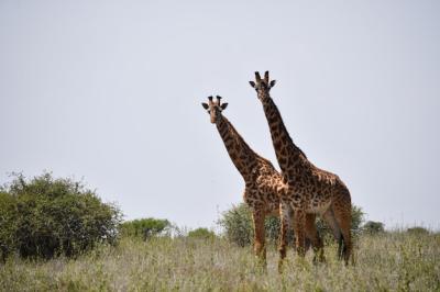 Giraffe on Grassland Field Against Sky – Free Stock Photo for Download