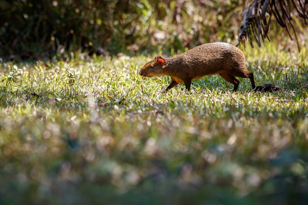 Close-Up of a Wild Agouti in Its Natural Habitat – Free Download