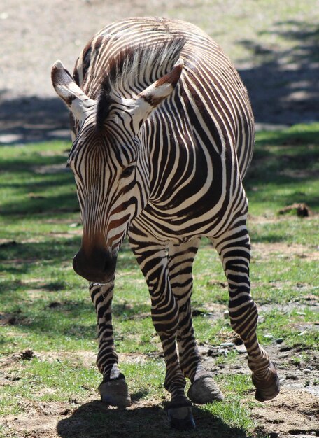 Zebra Standing on Grass – Free Stock Photo, Download Free