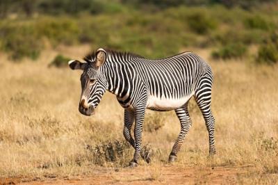 Grevy Zebra Grazing in Samburu Countryside, Kenya – Free Download