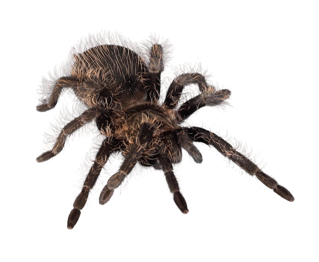 Tarantula Spider on White Background – Free Stock Photo for Download