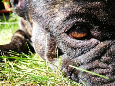 Close-up Portrait of a Horse on Field – Free Download