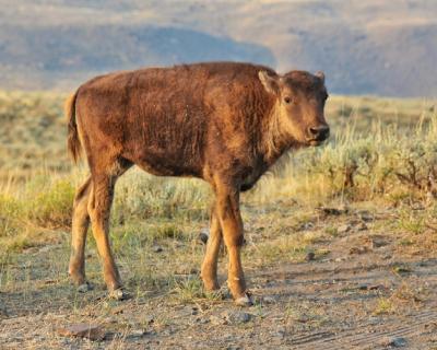 Calf in a Field – Free Stock Photo, Download for Free