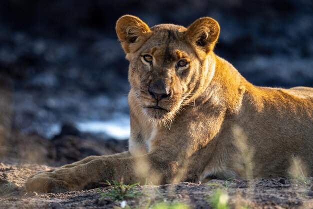 Close-up of Young Lion Eyeing the Camera – Free Download