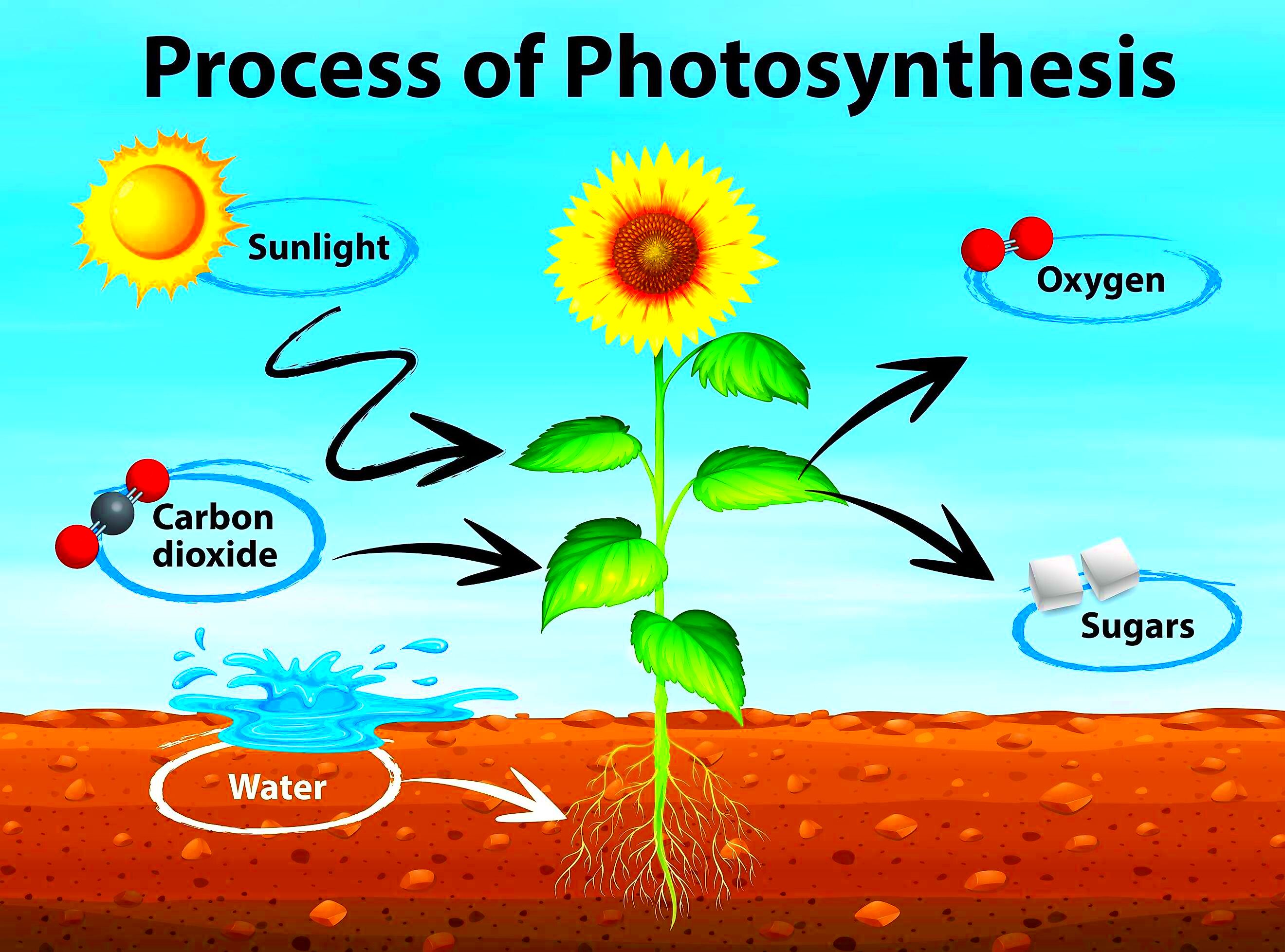 Photosynthesis Explained  WorldAtlas