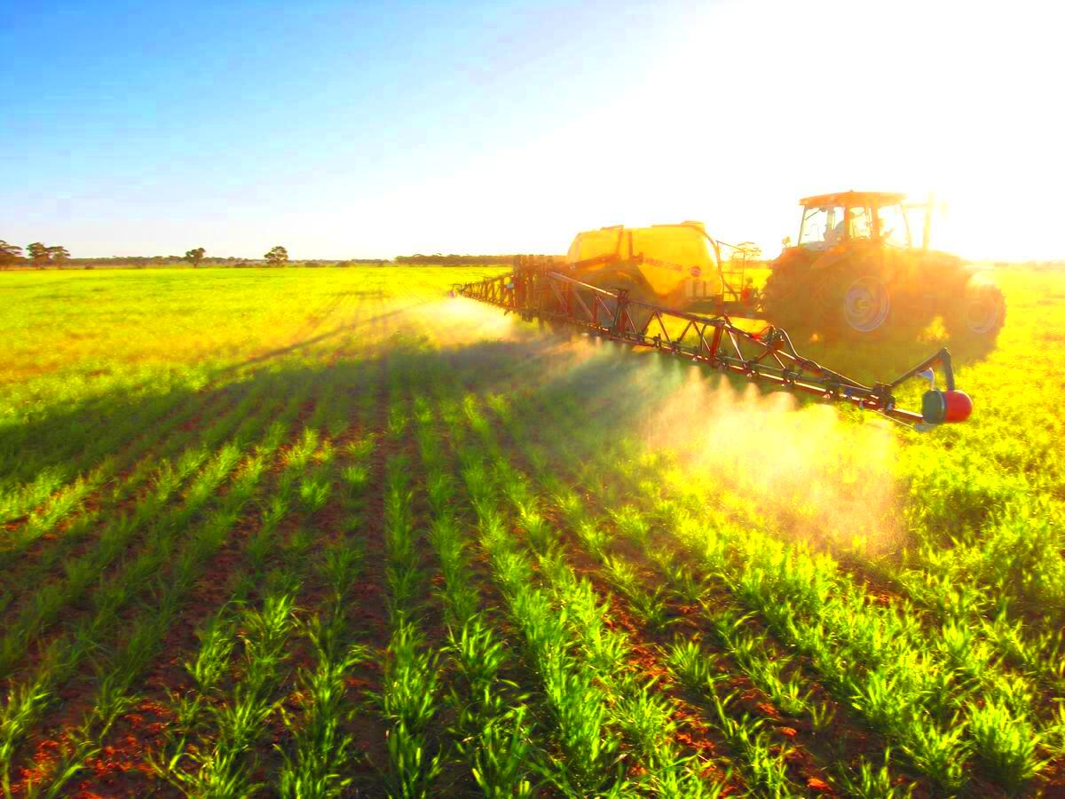 Herbicides impact covercrop plans  Crops  agupdatecom