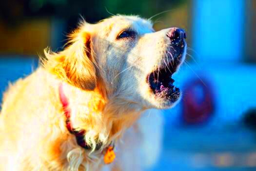 Dog Barking Laws In Your Area13 Major States Covered