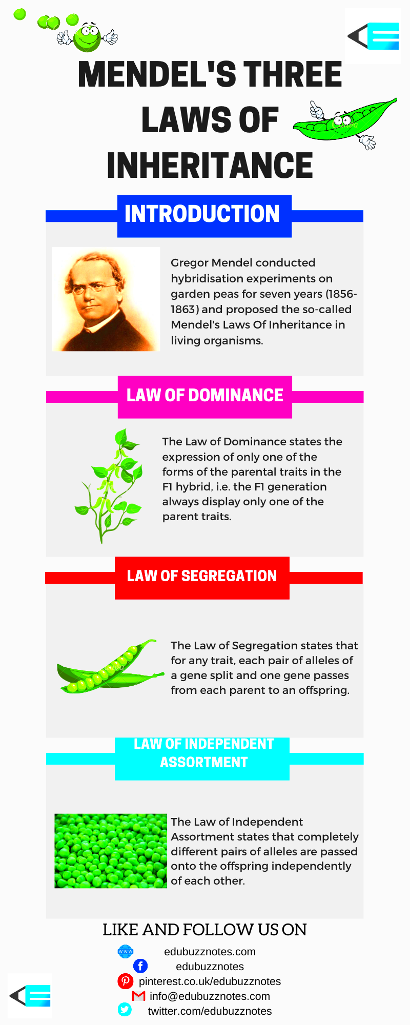 Mendels Laws Of Inheritance Mendels Three Laws Biology facts 