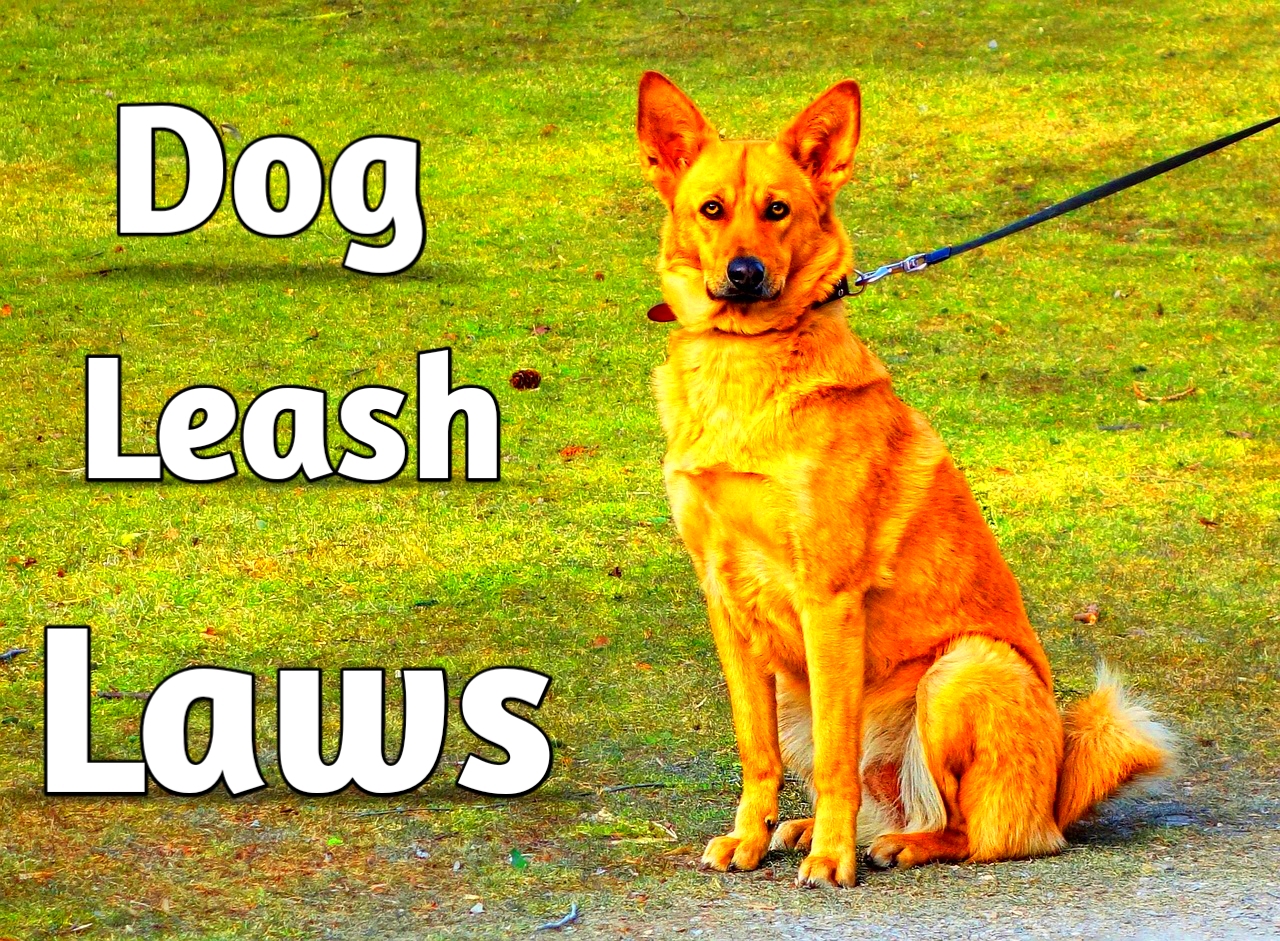 4 Things to Know About Leash Laws