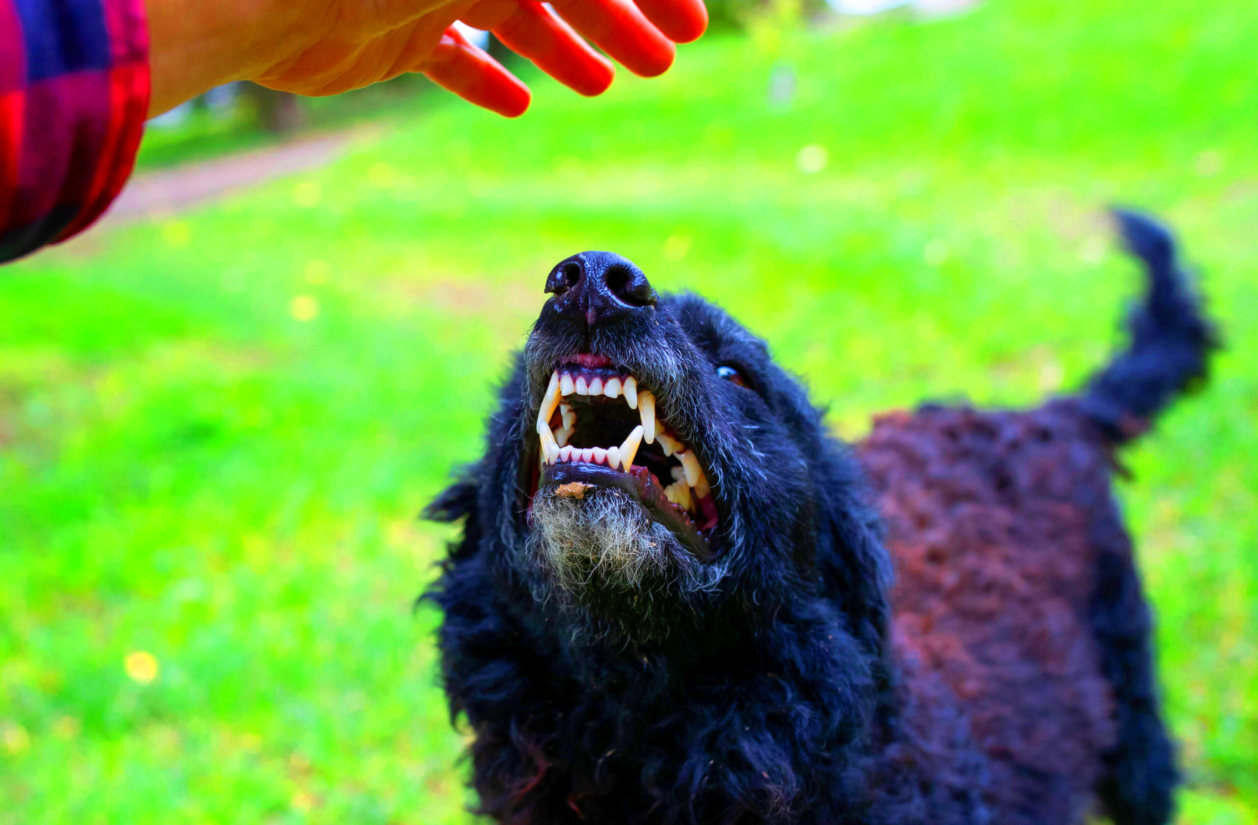 Understanding Minnesota Dog Bite Laws Swor Gatto