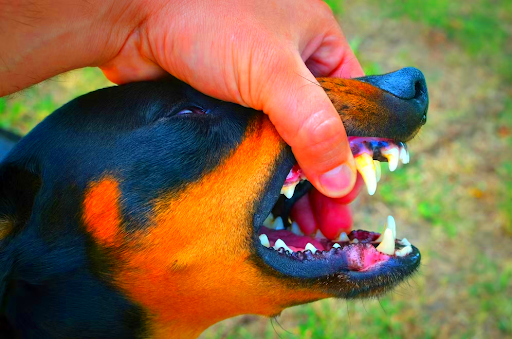 Navigating Minnesotas Dog Bite Laws Understanding Owner Liability