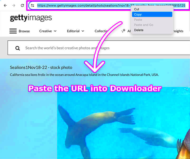 GettyImages Downloader Online Tool for HD Image Download Without 