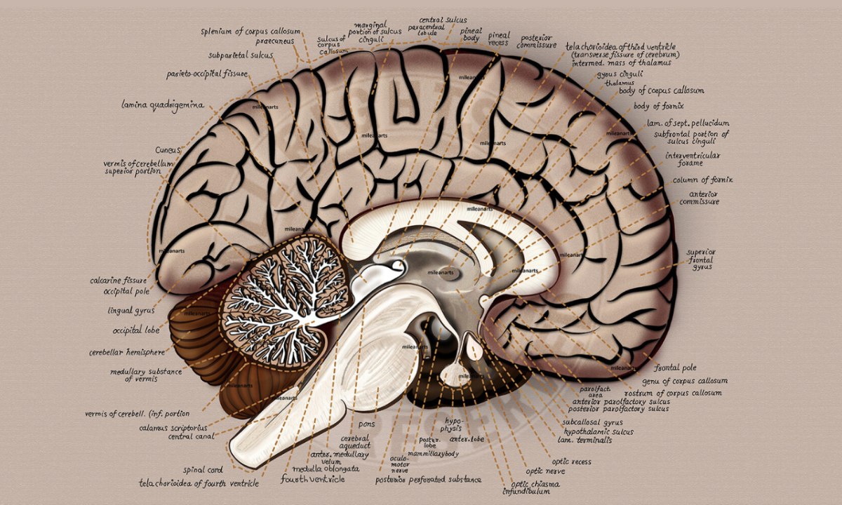 Do Medical Illustrations: Anatomy, Scientific Illustrations, and Diagrams