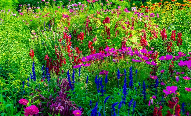 Lawn with Vibrant Colors in a Summer Park – Free Stock Photo Download