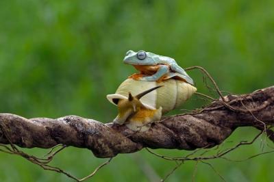 Tree Frog on a Snail – Free Stock Photo for Download