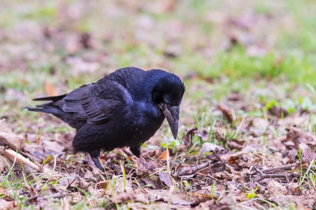 Close-Up of a Crow in the Grass – Free Stock Photo, Download Free