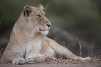 Female Lion Resting on the Ground – Free Download