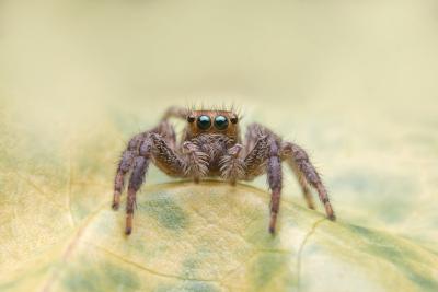 Jumping Spider – Free Stock Photo for Download