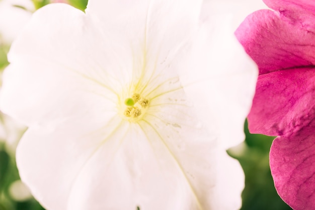 Close-up of a White Blooming Flower – Free Stock Photo Download