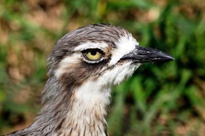 Head of Bird – Free Stock Photo for Download