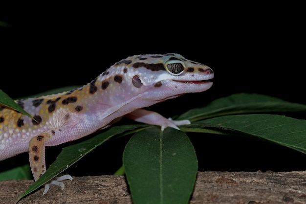 Leopard Gecko Close-Up: Captivating Details of a Hunter on Wood – Free to Download