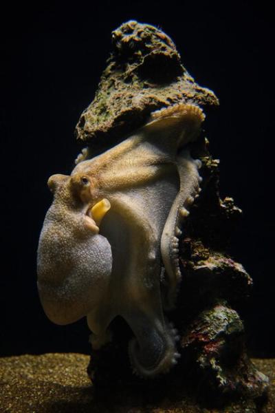 Captivating Octopus Underwater Photography – Free Download