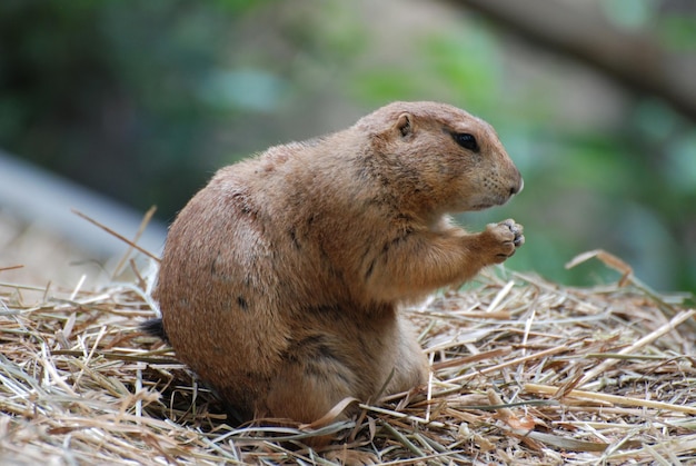 Adorable Prairie Dog in Prayer Pose – Free Download