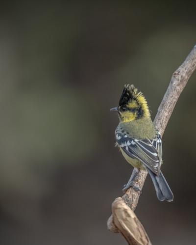 Indian Black-Lored Tit (Machlolophus aplonotus) – Free Stock Photo, Download for Free