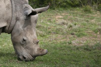 Magnificent Rhinoceros Grazing in Grassy Forest Fields – Free Stock Photo, Download for Free