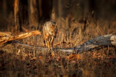 Beautiful Golden Jackal in Soft Light at Pench Tiger Reserve, India – Free Stock Photo for Download