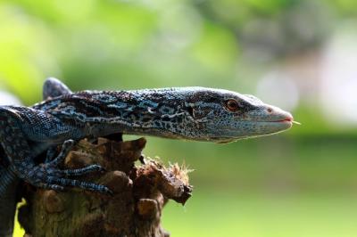 Blue Paranucleus Close-Up: Stunning Animal Photography – Free Download