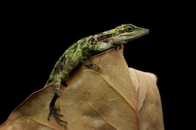 Lesser Tree Agamid Pseudocalotes Tympanistriga Closeup – Free Stock Photo for Download