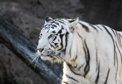 Stunning Shallow Focus Shot of a White and Black Striped Tiger – Free Stock Photo Download